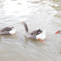 IMGP0641