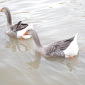 IMGP0642