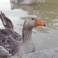 IMGP0645
